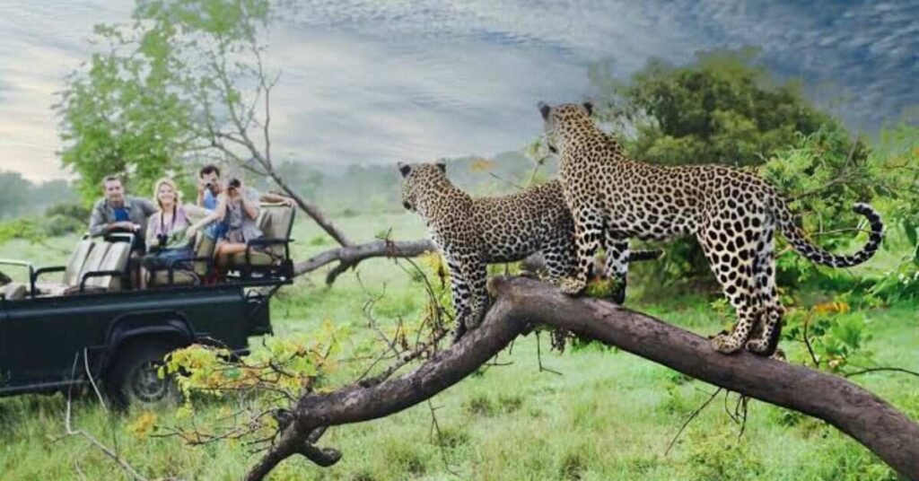 Best Wildlife and Safari Destinations for Nature Lovers