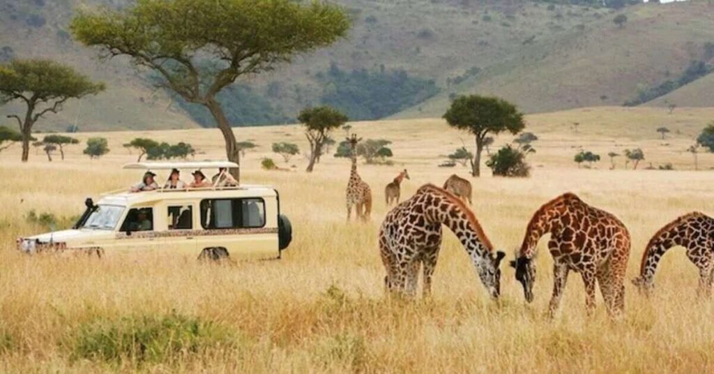 Wildlife Encounters and Safari Adventures Worth Experiencing